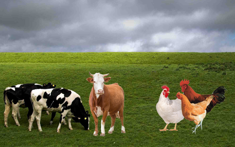 Poultry & Cattle