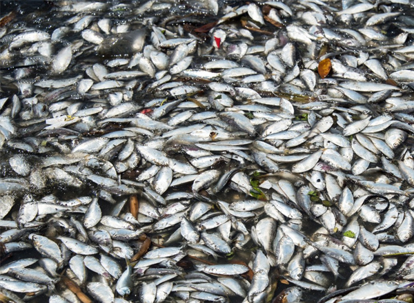 Fish Seeds Imports