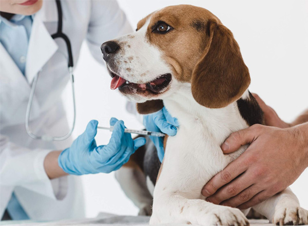Veterinary Clinical Studies